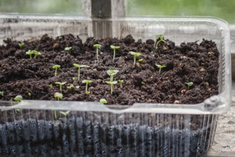Seedlings in a plastic container on a windowsill