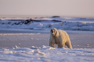 Polar bears (Ursus maritimus), mother polar bear running excitedly in the snow, evening light,