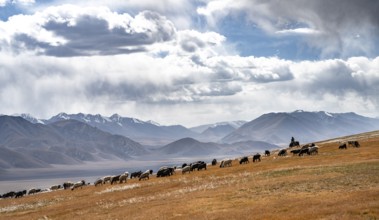 Flock of sheep and riders on a plateau, Ak Shyrak Mountains, near Kumtor, Kara-Say, Tian Shan,