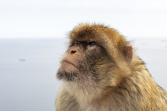 Close-up of a monkey with focus on the face in front of a blurred sea, Gibraltar, Barbary macaque