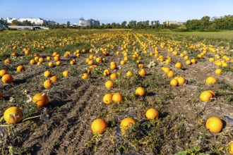Pumpkin field, ripe pumpkins, shortly in front of harvest, near Neuss, North Rhine-Westphalia,