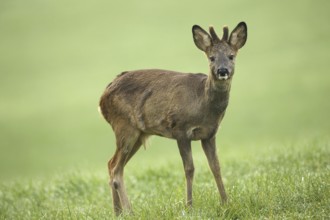 European roe deer (Capreolus capreolus) fawn in winter coat and short bast horns with eye injury on
