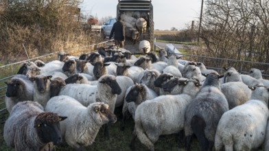 Black-headed domestic sheep (Ovis gmelini aries) being loaded onto a double-decker cattle trailer,