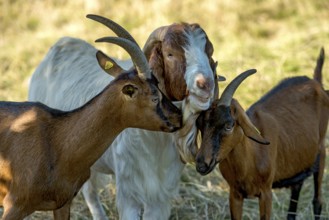 Goats (Capra), Boer goats, goats courting buck with long beard, scent, pasture with dry grass,
