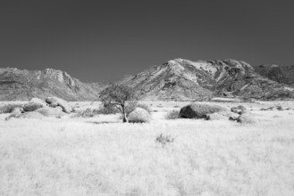 In black and white a sheperd's tree grows between rocks and boulders in an open grassland. The