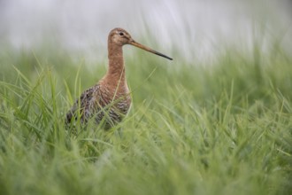 Black-tailed godwit (Limosa limosa), Lower Saxony, Germany, Europe
