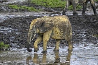 African forest elephant (Loxodonta cyclotis) in the Dzanga Bai forest clearing, Dzanga-Ndoki
