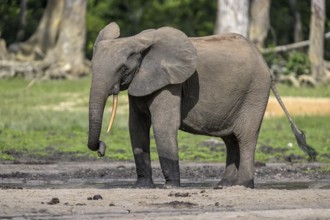 African forest elephant (Loxodonta cyclotis) in the Dzanga Bai forest clearing, Dzanga-Ndoki