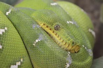 Emerald green tree boa (Corallus caninus), captive, occurrence in South America