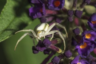 Goldenrod crab spider (Misumena vatia) lurking on a flower panicle of butterfly bush (Buddleja)