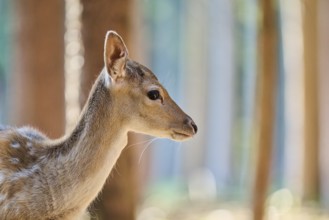 European fallow deer (Dama dama) youngster, portrait, in a forest, Bavaria, Germany, Europe