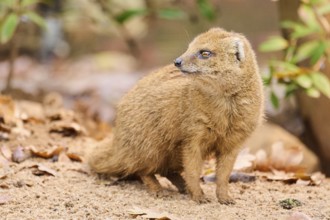 Ethiopian dwarf mongoose (Helogale hirtula) sitting on the ground, Bavaria, Germany, Europe