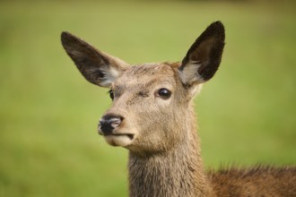 Red deer (Cervus elaphus) hind, portrait, on a meadow, Bavaria, Germany, Europe