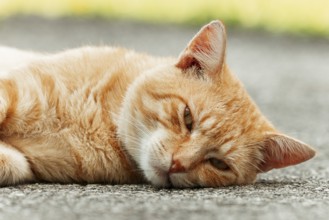 Orange felidae (Felis catus) lying relaxed on the ground