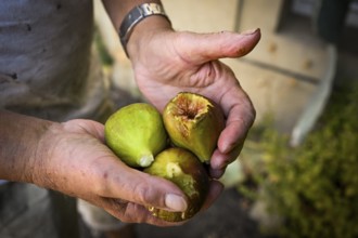 Man holding freshly harvested figs in his right hand, Baden-Württemberg, Germany, Europe