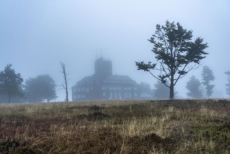 The high heath on the Kahler Asten, mountain in the Sauerland, in autumn fog, Winterberg, North