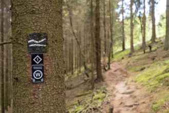 Hiking in the Sauerland, path near Jagdhaus, hiking sign, Rothaarsteig district of Schmallenberg,