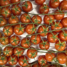 Ripe red vine tomatoes with green stalks in display of greengrocer grocery shop grocery store