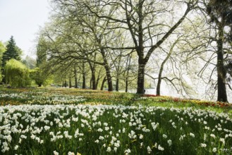 Park and flower meadow with colourful tulips and daffodils, Mainau Island, Lake Constance,