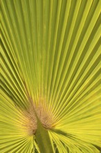 Sunlit palm leaf in fan shape with striking texture and shadow play of the leaf veins, mexican fan