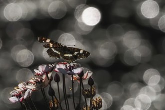 A map butterfly (Araschnia levana) approaching pink flowers, sparkling background, Hesse, Germany,