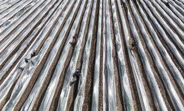 The first asparagus is harvested from a foil-covered asparagus field, Beelitz, 26/03/2024