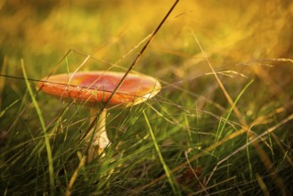 Autumn in the Gebergrund near Rippien. The fly agaric, also known as the red fly agaric, is a