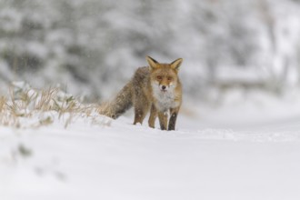 Red fox (Vulpes vulpes), standing in the snow on a winter day, with its fur blending into the snowy