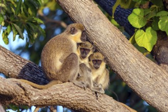 Green monkey (Chlorocebus sabaeus), guenon family, Janjabureh boat trip, Janjabureh, South Bank,