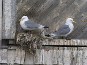 Black-legged kittiwake (Rissa tridactyla), breeding bird on nest, built on fishing harbour