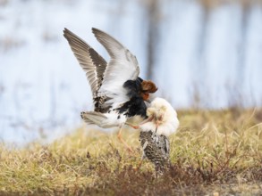 Ruff (Calidris pugnax) two males in breeding plumage at lek, fighting over female, Pokka, Finnish
