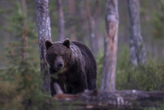 Brown bear (Ursus arctos) in the Finnish taiga, Kuusamo, Finland, Europe
