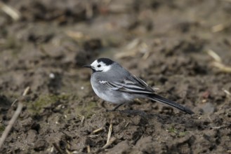 Grevenbroich, North Rhine-Westphalia, Germany, The white wagtail is a species of songbird in the