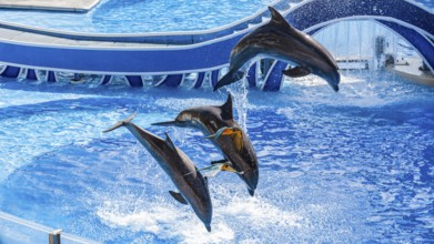 Parrots fly past jumping Bottle nosed dolphins performing a show at Sea World theme park in