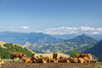 A herd of cows with bells in the mountain and hilly landscape around the village of Carpineto della