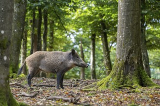 Wild boar (Sus scrofa), Vulkaneifel, Rhineland-Palatinate, Germany, Europe