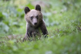 European brown bear or Eurasian brown bear (Ursus arctos arctos), young in a meadow, animal