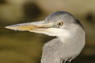 Grey heron (Ardea cinerea), captive, North Rhine-Westphalia, Germany, Europe