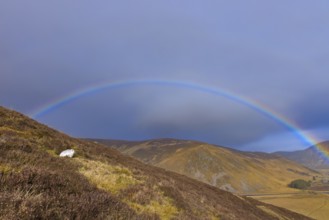Rainbow and mountain hare, snow hare (Lepus timidus) in white winter pelage resting in the hills in