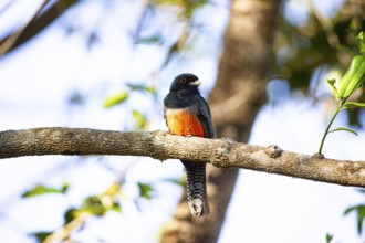 Blue-crowned trogon (trogon curucui) Pantanal Brazil
