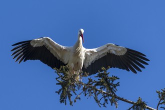 Stork with wide open wings standing on a tree branch in front of a clear sky, White Stork (Ciconia