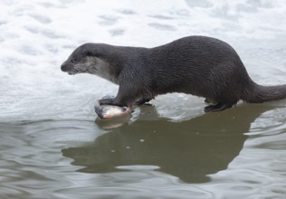 Otter (Lutra lutra) with prey fish at a partly frozen pond, snow, Germany, Europe