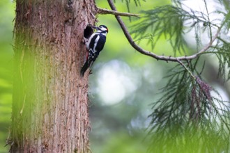 Great spotted woodpecker (Dendrocopos major), male with tongue outstretched at the entrance hole of