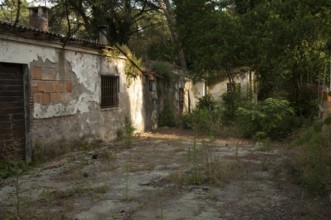 Ruined house in a pine forest near Ravenna, Italy, Europe
