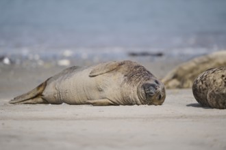 Grey seal (Halichoerus grypus) lying on the beach, Düne, Helgoland, Schleswig-Holstein, Germany,