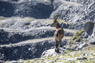 Ibex in the mountains, Valais, Switzerland, Europe