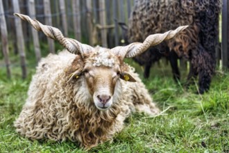 Zackelschaf (Ovis aries strepsiceros Hungaricus) lying in the grass, Hungarian sheep breed, twisted