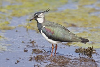 Lapwing (Vanellus vanellus), in splendid plumage, foraging on a moor, wildlife, Lembruch, Ochsen