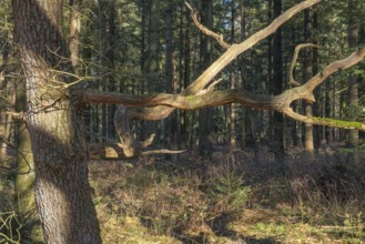 Old dried, crooked branches of an oak tree in the Wildeshauser Geest nature park Park, Emstek,