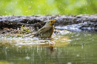 European robin (Erithacus rubecula) bathing Germany